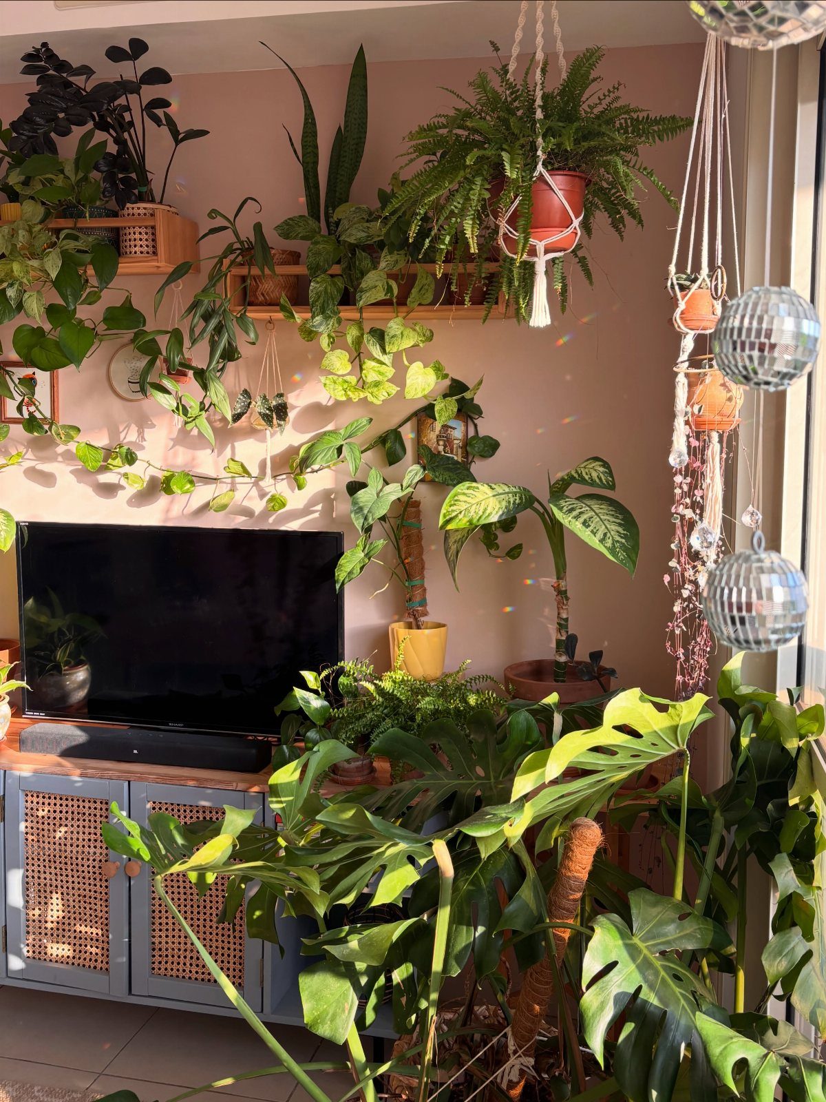Indoor plants on wooden wall-mounted shelves and hanging pots against a pink wall.
